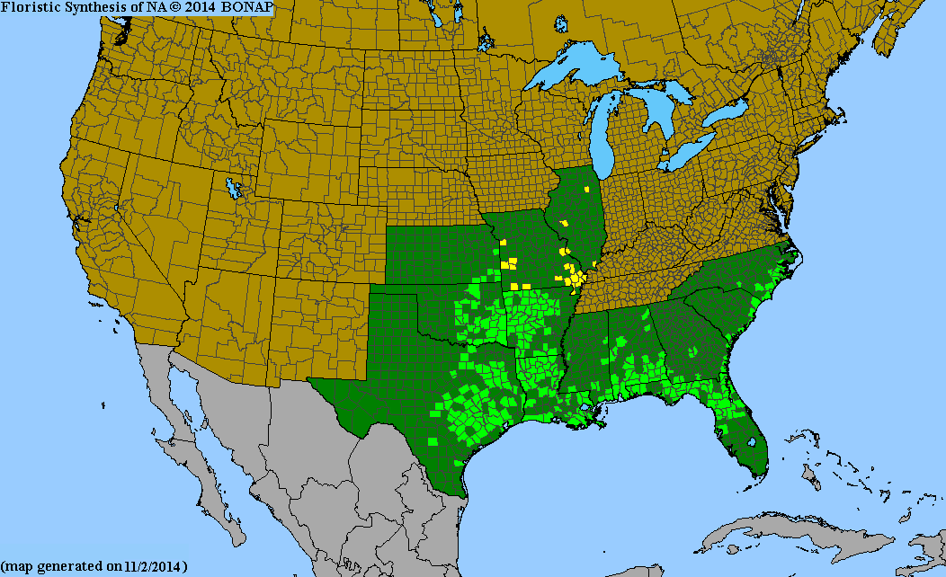 County distribution map of Corydalis micrantha ssp. australis - Small-Flower Fumewort